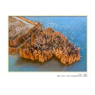 9.《归巢》在广东省第十六届美术书法摄影联展荣获优秀奖。黄芹友-